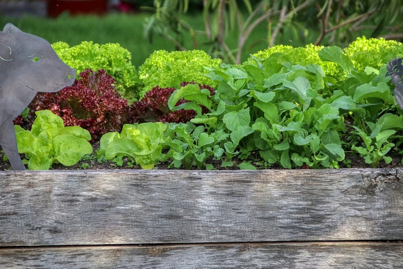 Build raised beds